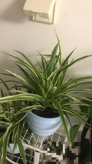 不会养花的人，一定要拿吊兰练手，生命力强颜值还高