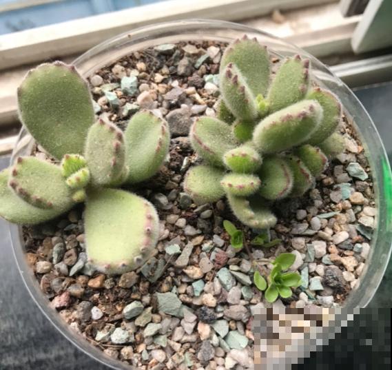 最难养的9种多肉,生病了难“医治”,新手轻易别碰 最难养的9种多肉,生病了难“医治”,新手轻易别碰