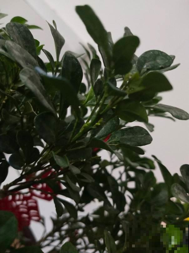 植物会打“暗语”，读懂这2个“暗语”，才能把花养的根壮叶肥