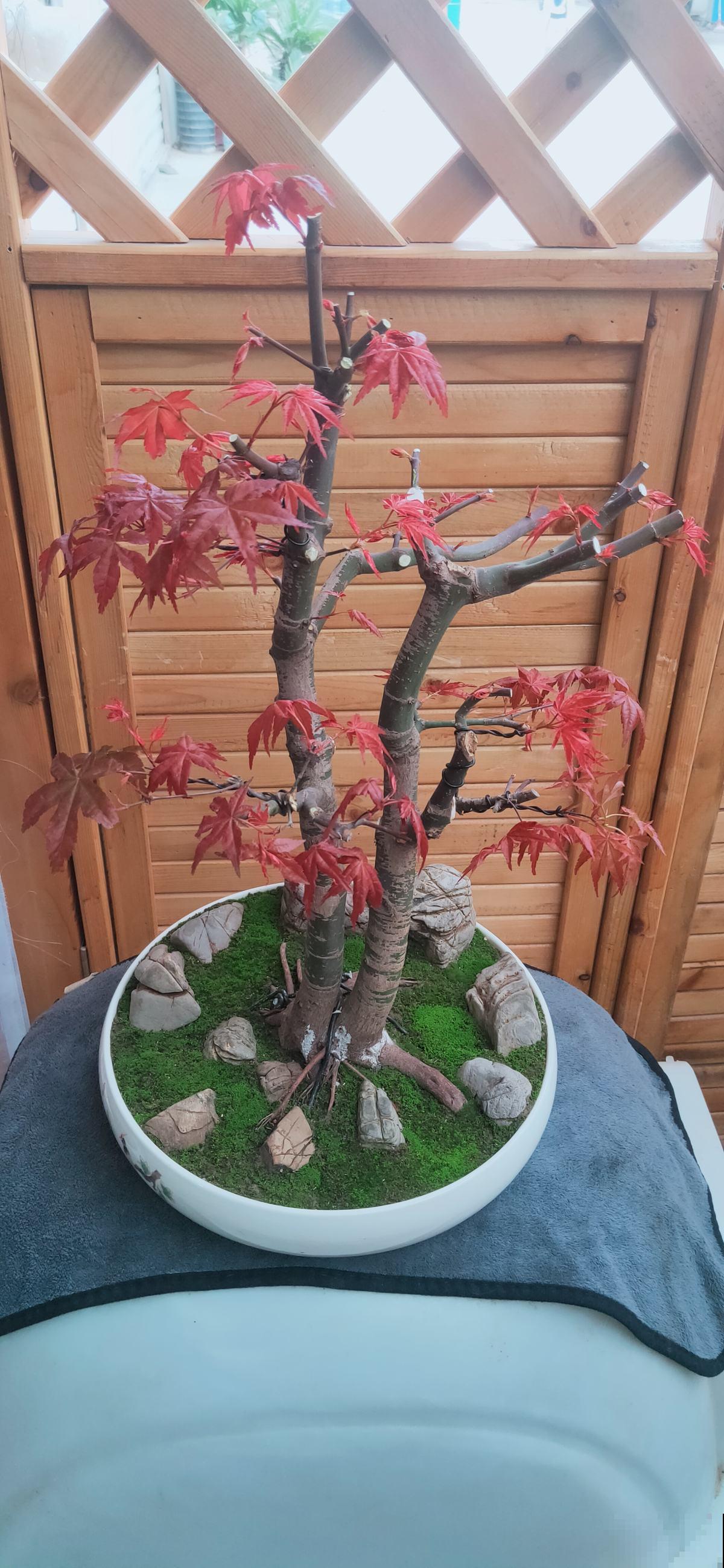 百年寺院道观种的“七贤”,原来是这7种花,家里养一盆好运连连 百年寺院道观种的“七贤”,原来是这7种花,家里养一盆好运连连