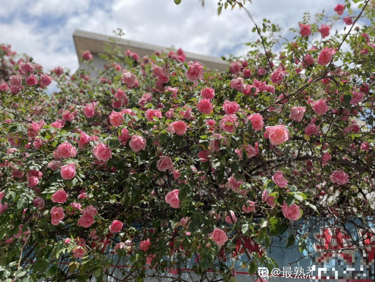 种满一墙头的蔷薇，仿佛身临仙境，活脱脱的花瀑布