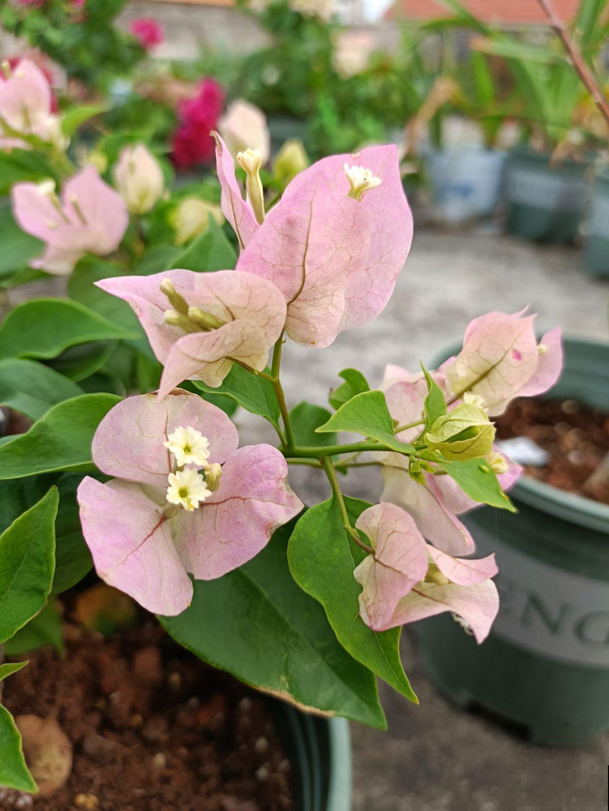 三角梅3个易错点，阳光再充足，也不会轻易开花