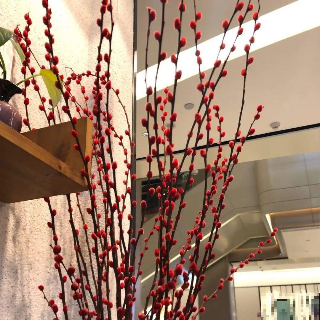 “家有银柳，越过越有”，当之无愧的“旺财花”，年前必须安排