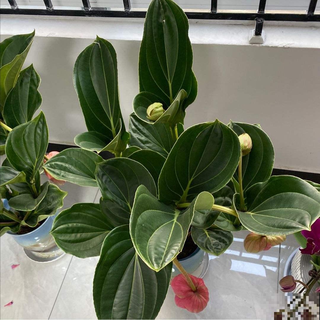 1种花叫“宝莲灯”，优雅大气富丽堂皇，妥妥的“镇店之宝”