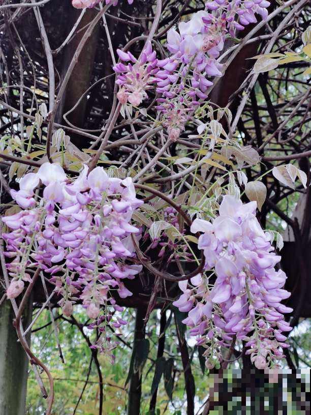 家里不缺钱的,可以种一棵传家宝“紫藤”,寓意家宅平安 家里不缺钱的,可以种一棵传家宝“紫藤”,寓意家宅平安