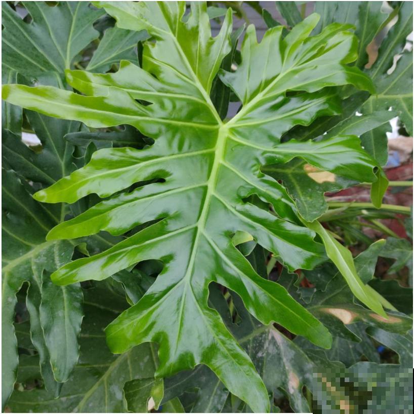 屋里养5种花，净化空气效果好，还特湿润