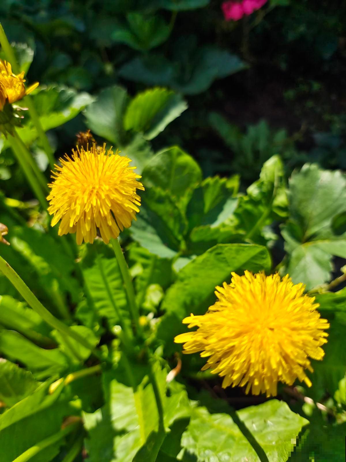 秋冬季节天气干燥，常喝这4种“养生茶”，养人又去火