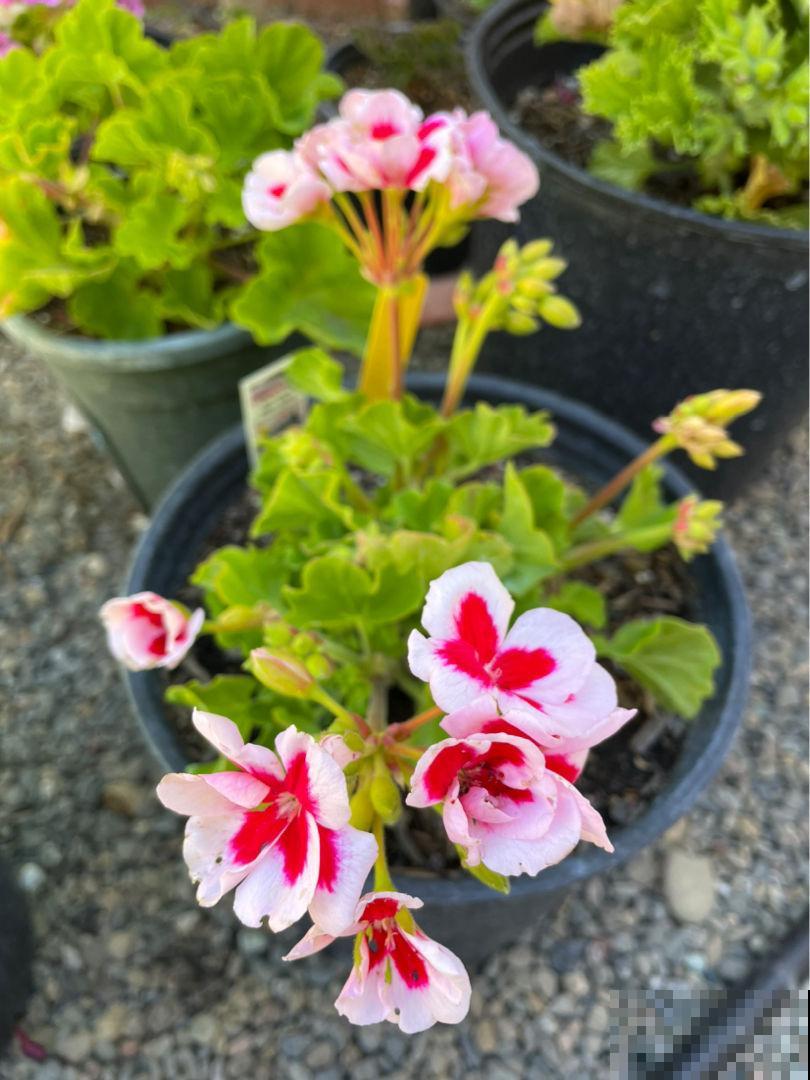 天竺葵是“开花机器”,一个动作不注意,刚长的花苞就掉一地! 天竺葵是“开花机器”,一个动作不注意,刚长的花苞就掉一地!