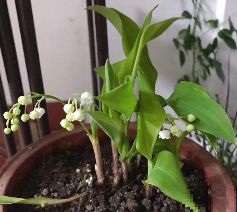 “一次性”的花，难怪怎么养都不再开花，开完就赶紧扔掉