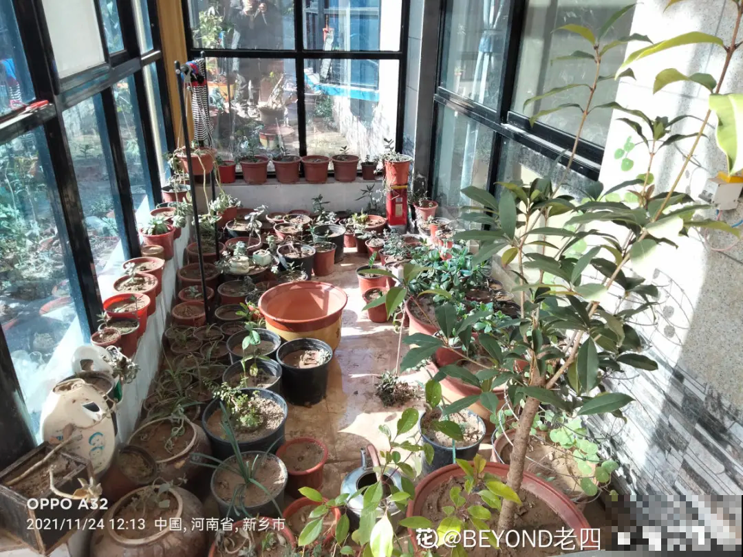 冬天养花注重养根,6个养根方法,学会很重要 冬天养花注重养根,6个养根方法,学会很重要