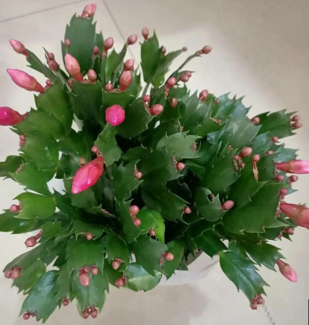 10种花得穷养，盆越小、水越少，越长得旺