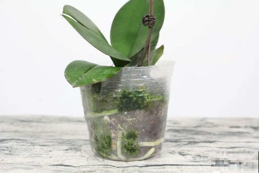 养蝴蝶兰注意4要点，叶子油亮有光泽，花朵娇艳美丽