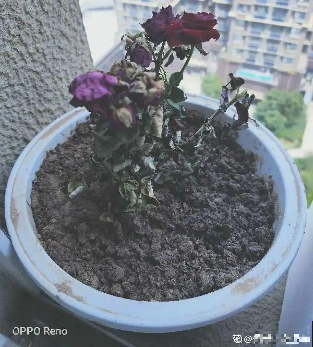 8种花，年年买，年年养死，今年可别当冤大头