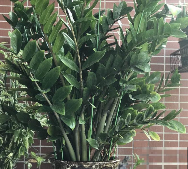 寓意好的植物,不要轻易送,弄巧成拙更麻烦 寓意好的植物,不要轻易送,弄巧成拙更麻烦