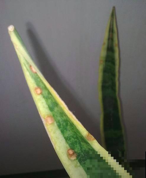 1种花,盆越小,水越少,反而长得更旺盛 1种花,盆越小,水越少,反而长得更旺盛