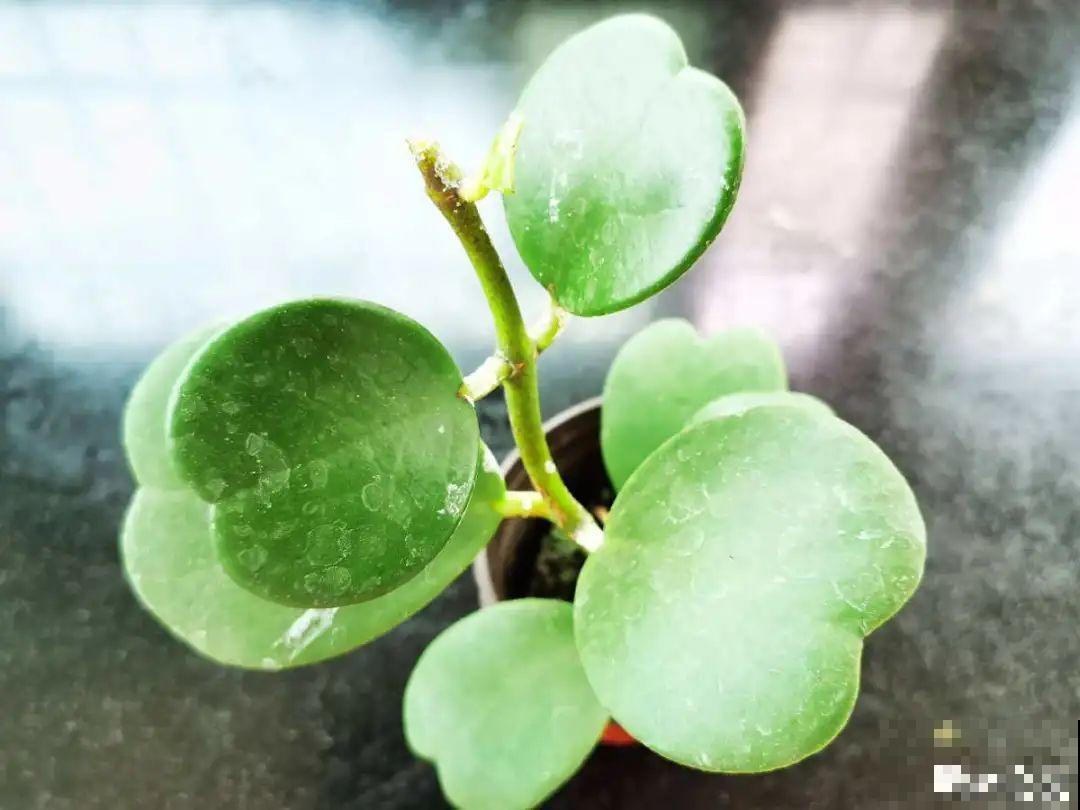 15年的君子兰，今天终于奇迹开花，开花技巧都给你！