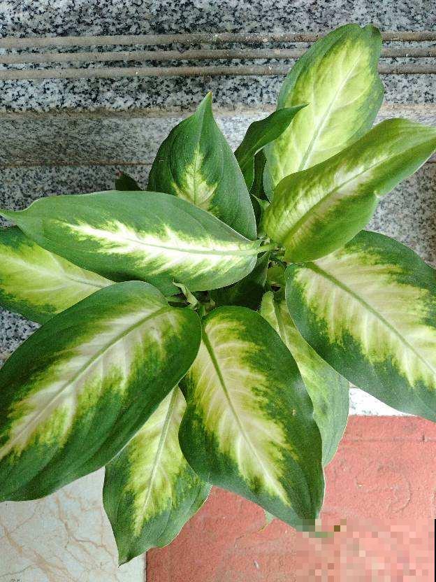 这5种植物叶子，美的像艺术品，最后一个价格比包还贵
