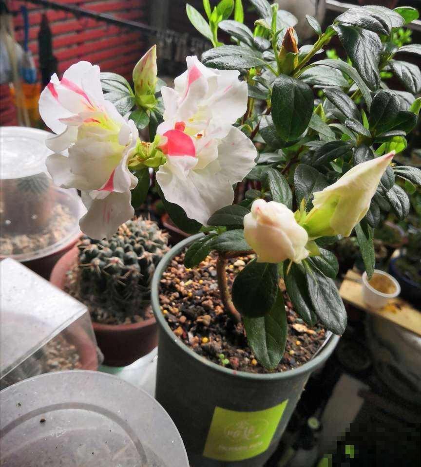 想让杜鹃开花多得不见叶,掌握5个“窍门”,满盆开爆花很简单 想让杜鹃开花多得不见叶,掌握5个“窍门”,满盆开爆花很简单