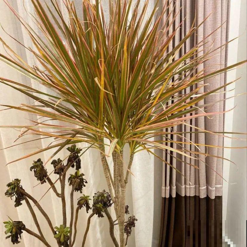 10种花冬天不能断水，勤浇水才能长得旺，叶子油亮有光泽