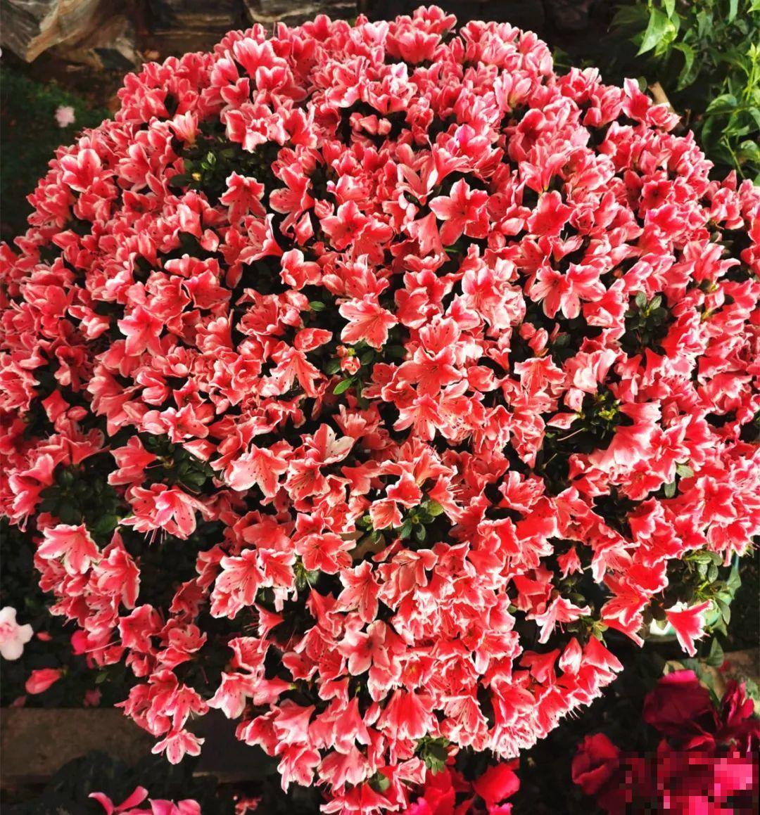 养花一直不开花,给他套个黑塑料袋,花苞呼呼冒 养花一直不开花,给他套个黑塑料袋,花苞呼呼冒