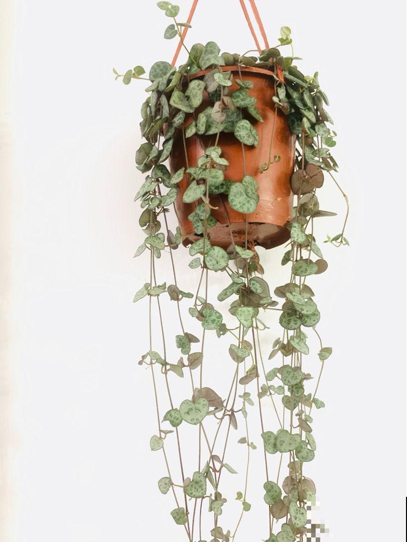 室内“多肉党”福音，6种多肉特耐阴，没光也能养爆盆