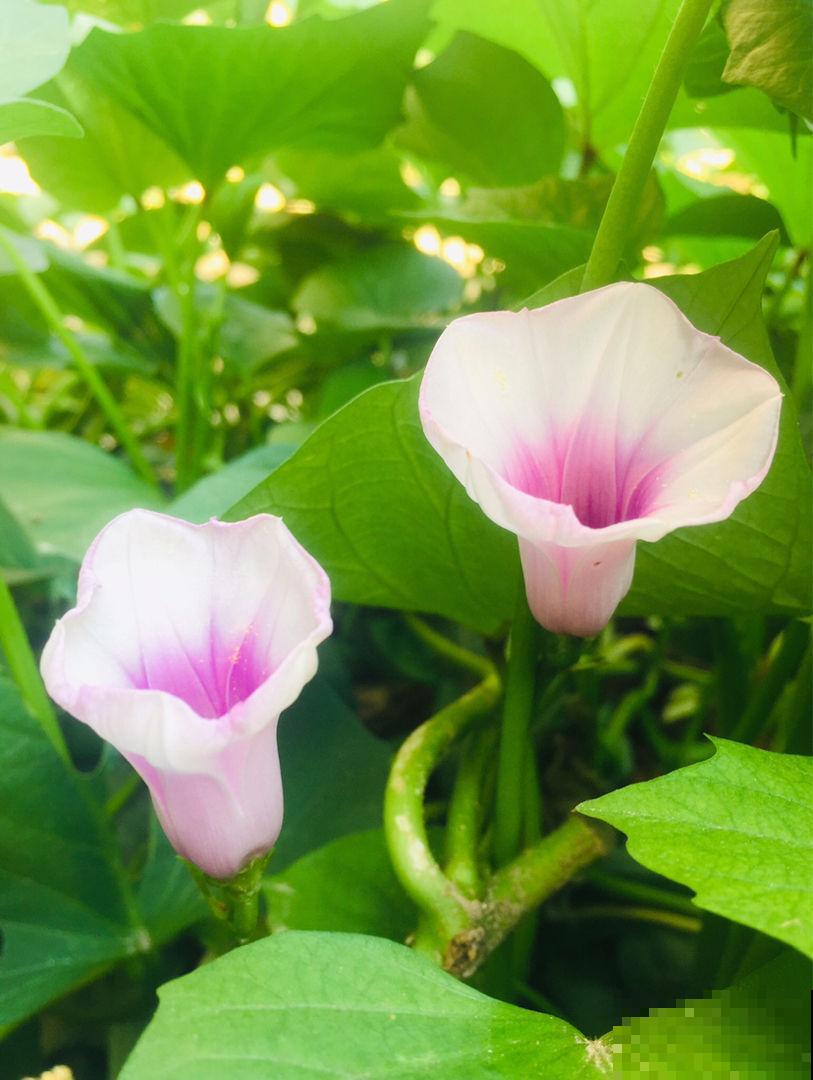 5种花真是被名字耽误了，明明开花美翻天，却“不受人待见”