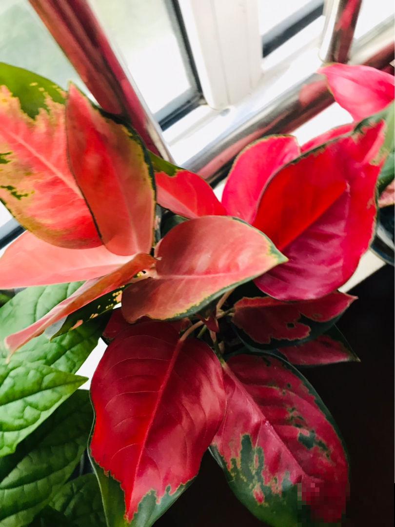 12月养一盆“吉利红”,送亲戚送长辈很合适,还有红红火火好兆头 12月养一盆“吉利红”,送亲戚送长辈很合适,还有红红火火好兆头