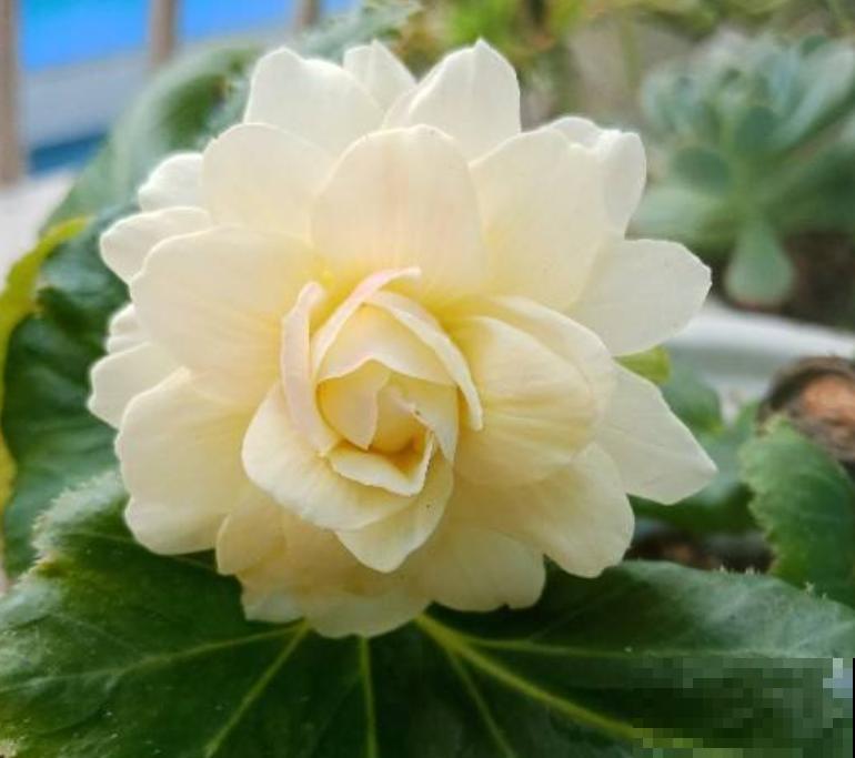 1个“洋葱球”埋土里,20天冒出“青葱芽”,一个月开花比脸大 1个“洋葱球”埋土里,20天冒出“青葱芽”,一个月开花比脸大