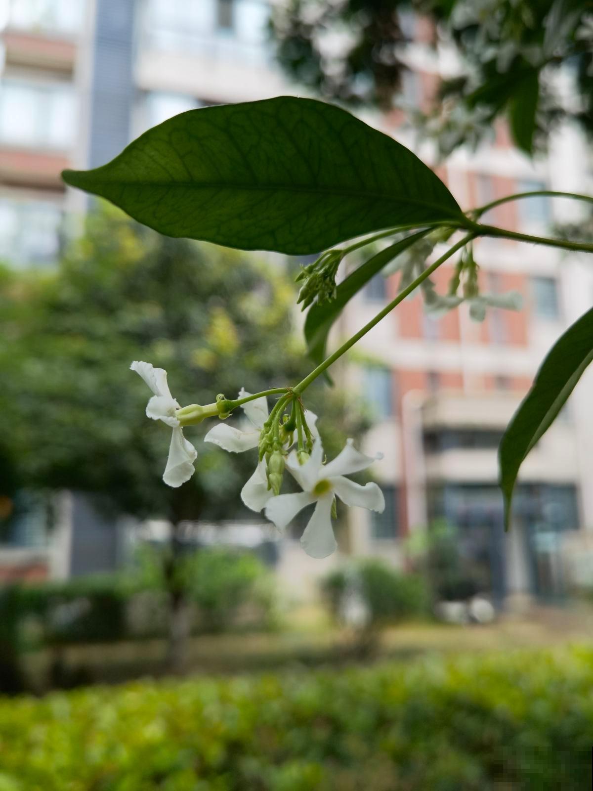 比绿萝还好养的花,半年爬满整面墙,开出花海 比绿萝还好养的花,半年爬满整面墙,开出花海