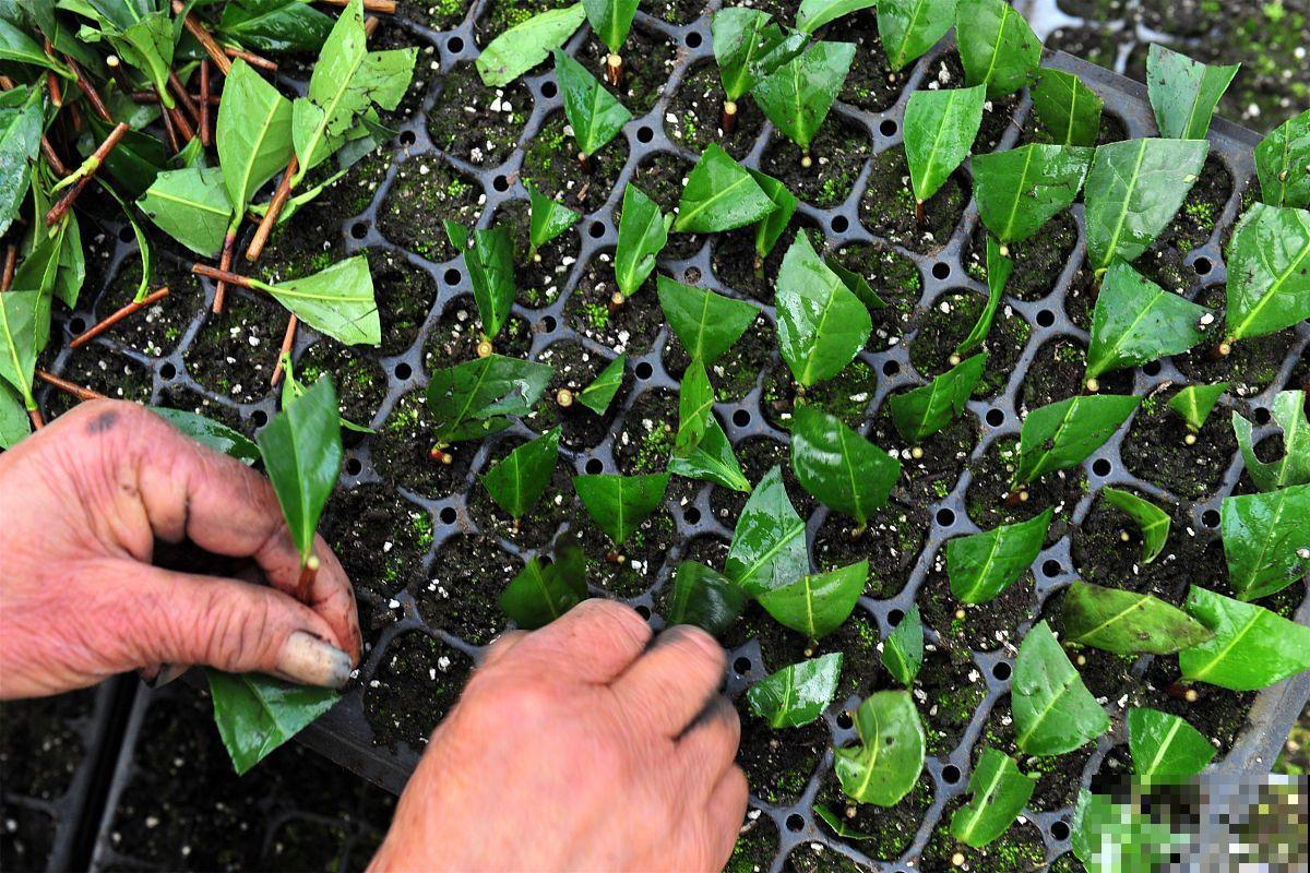木耳菜什么时候种植,怎么操作 木耳菜什么时候种植,怎么操作