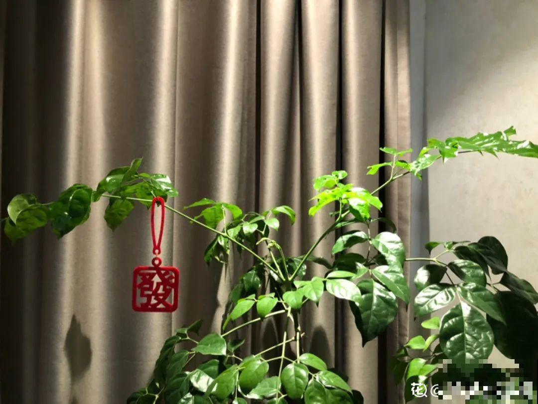 9种花,冬天狠心剪一刀,剪对了明年妥妥爆花 9种花,冬天狠心剪一刀,剪对了明年妥妥爆花