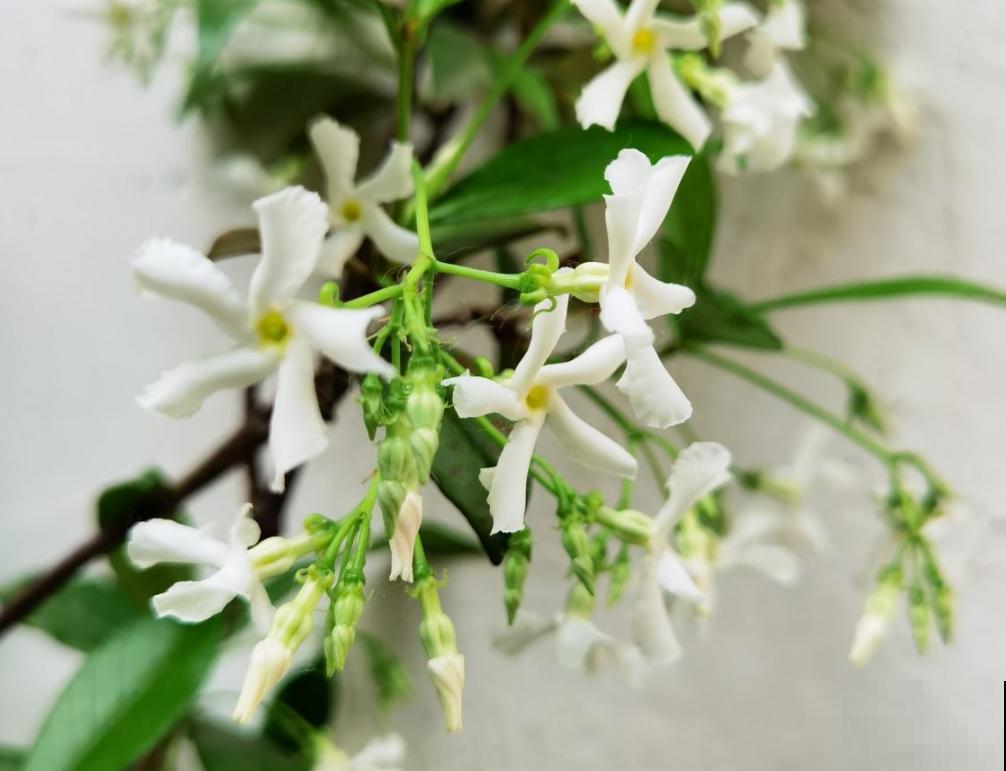 院子就是用来养花的，邻居竟然找物业投诉我，还讲不讲道理了