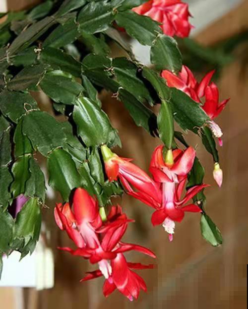 蟹爪兰长满花苞，4个方面不注意，花苞掉满地