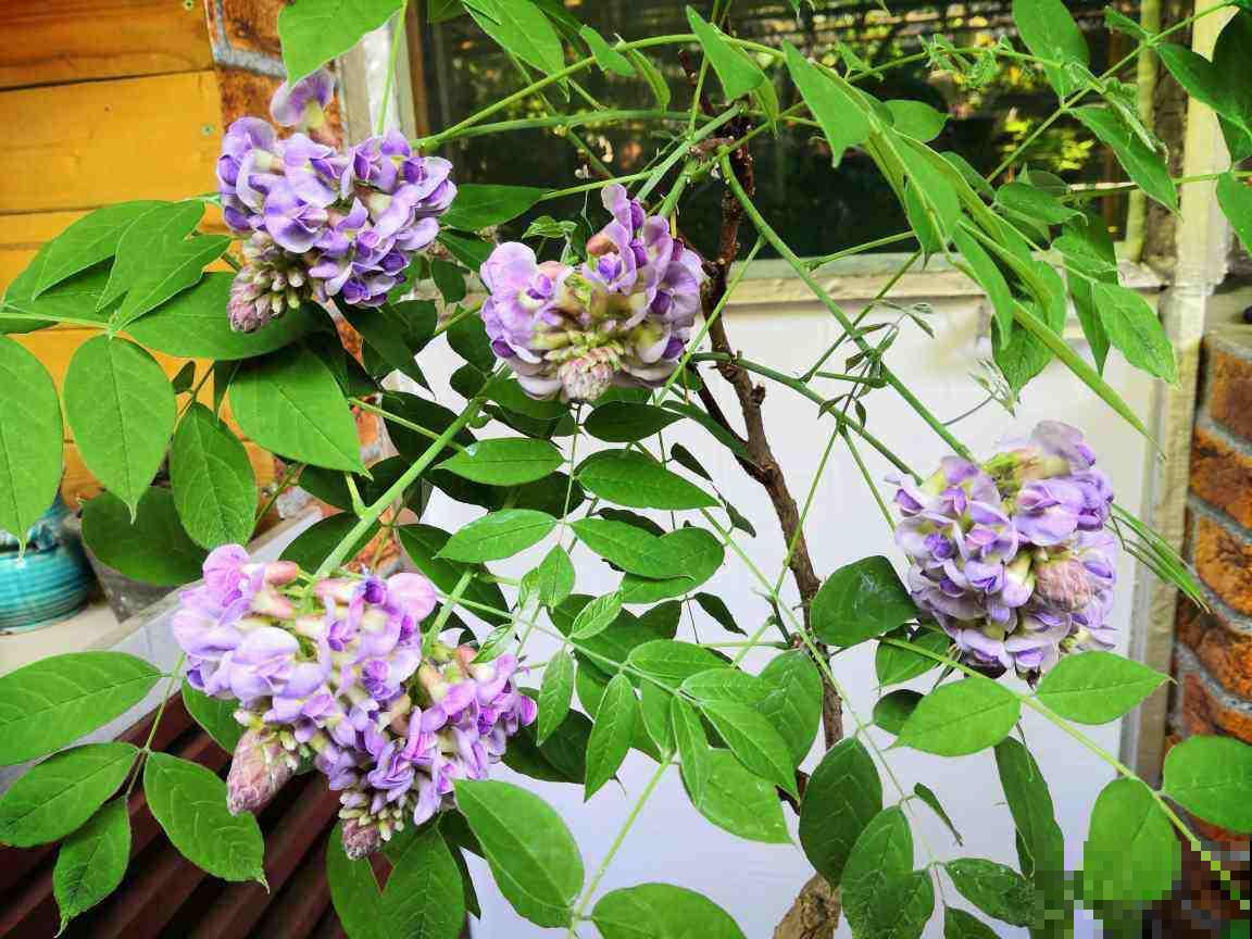 冬天的院子也能种5种花，耐寒又美丽