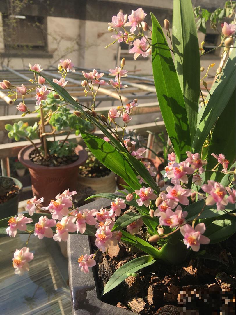 没有光也能开花的植物，放在北阳台就能养好，懒人也能养活