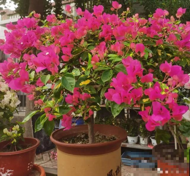 秋天给花补点“猛肥”,嫩芽一茬接一茬,花苞呼呼冒 秋天给花补点“猛肥”,嫩芽一茬接一茬,花苞呼呼冒