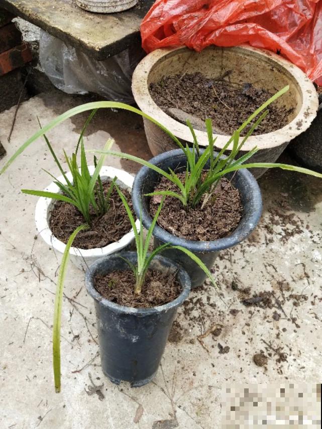 家里的“垃圾”留下，拿来养花效果好，颜值超高