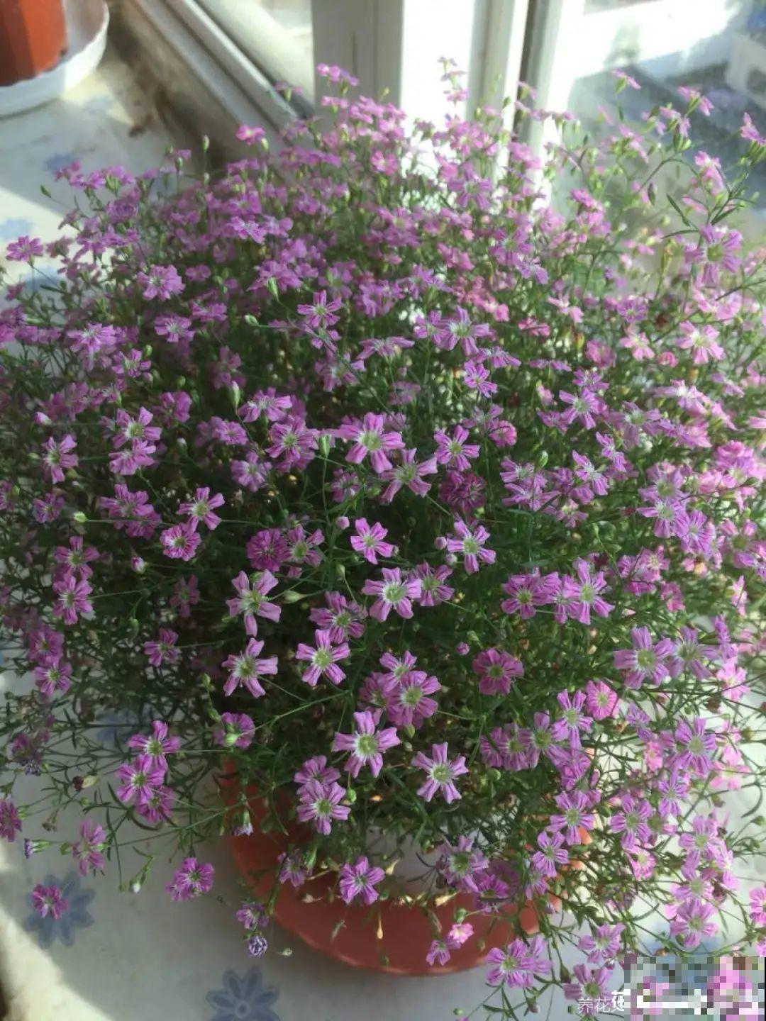 秋天种16种花，冬天就能开爆盆，满盆都是花