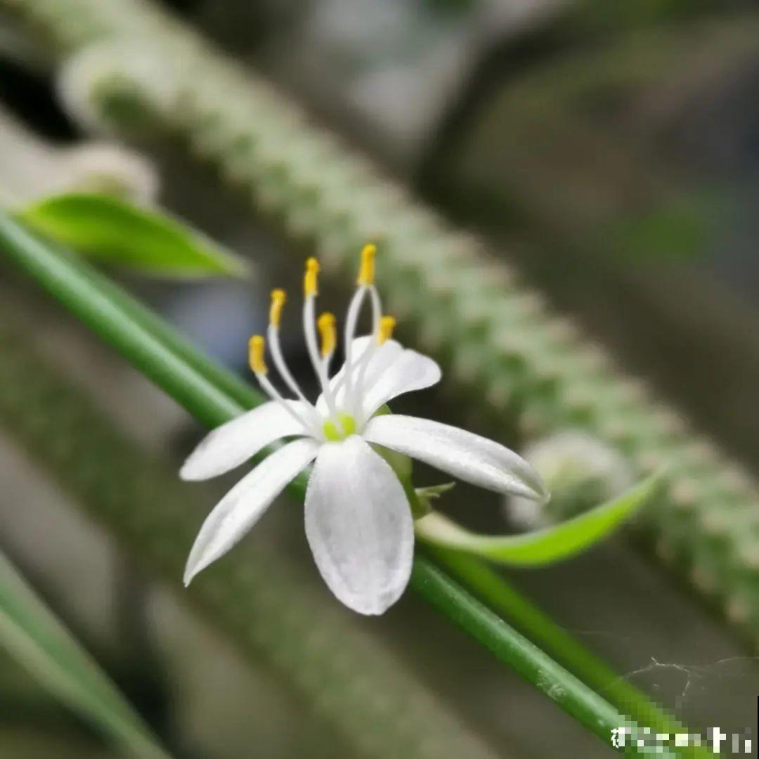 新房装修完，养盆“天然净化器”，净化空气身体棒