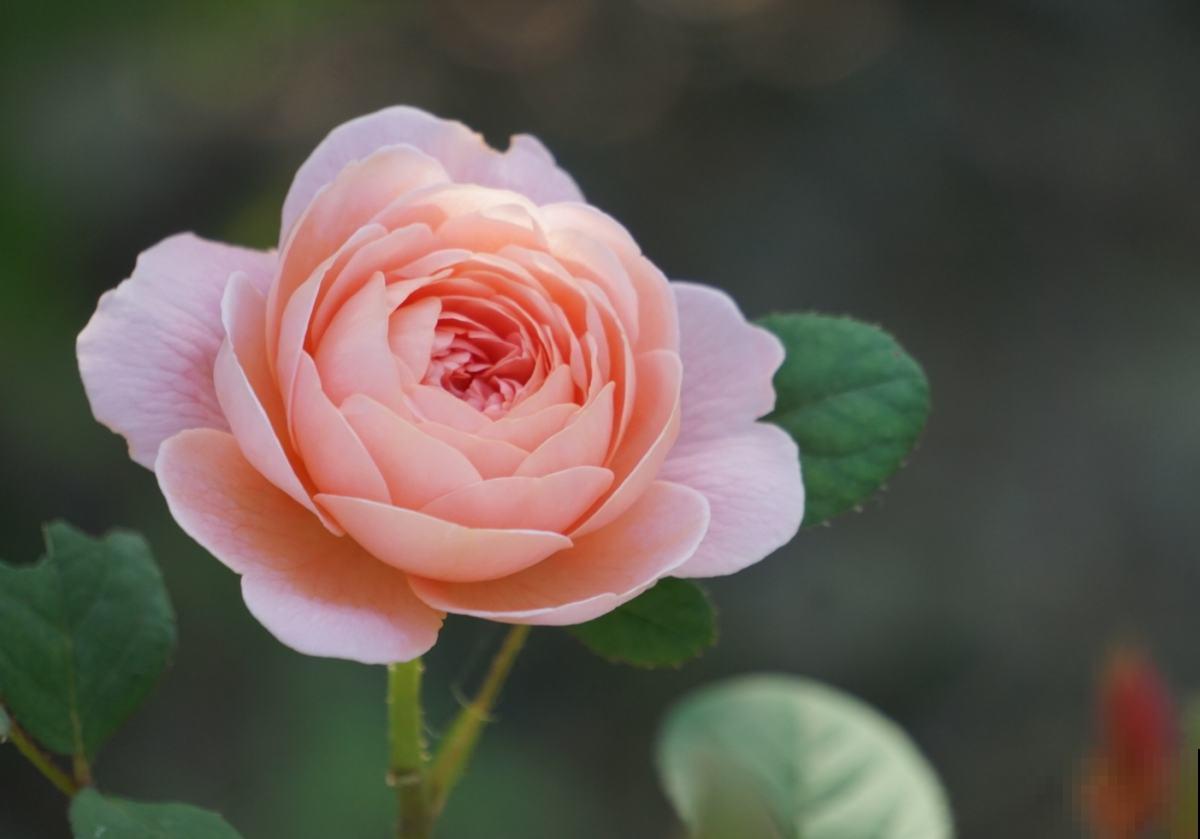 月季中的经典款,种在院子里气场全开,颜值高的不得了 月季中的经典款,种在院子里气场全开,颜值高的不得了