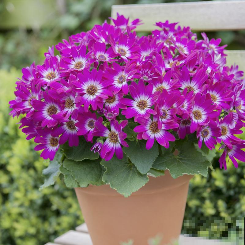 花10块钱就能买到的草花，开花爆不停，真是赚翻了