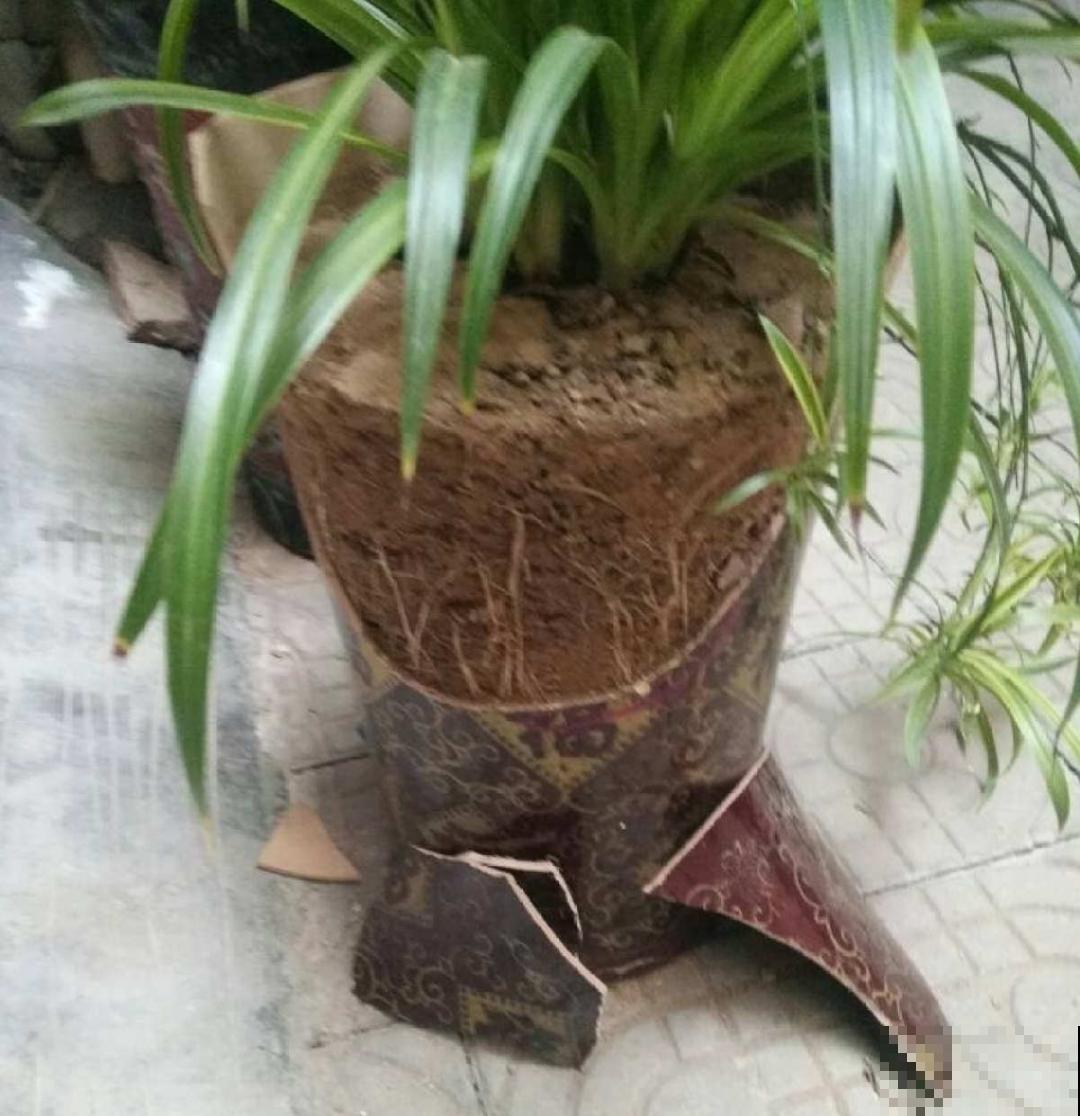 5种花盆,闷根又烂根,一养花就死掉 5种花盆,闷根又烂根,一养花就死掉