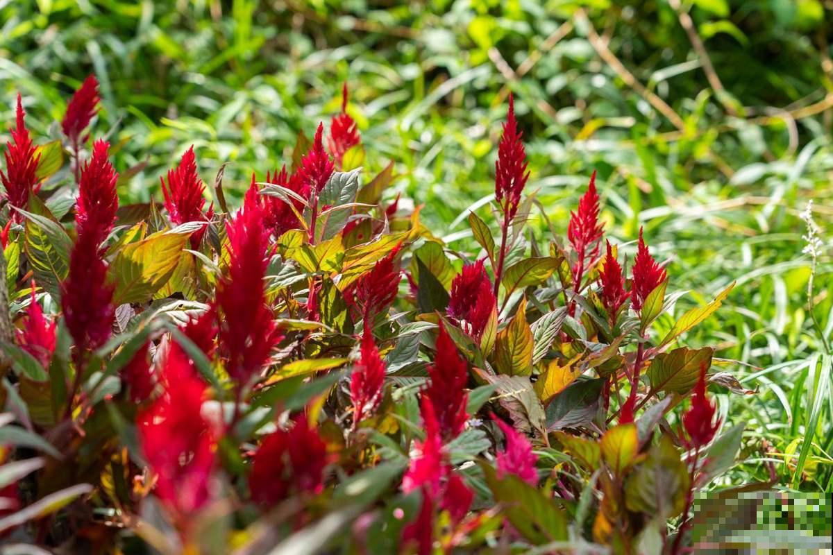这种花农村常见，老辈人最熟悉，城市里几乎找不到
