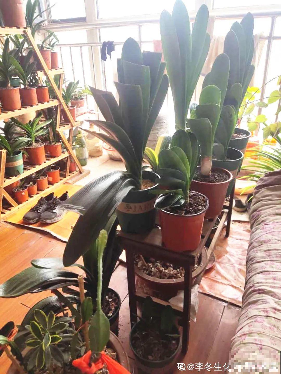 爱“生崽”的花,现在赶紧翻盆,一盆变多盆还能挣钱 爱“生崽”的花,现在赶紧翻盆,一盆变多盆还能挣钱