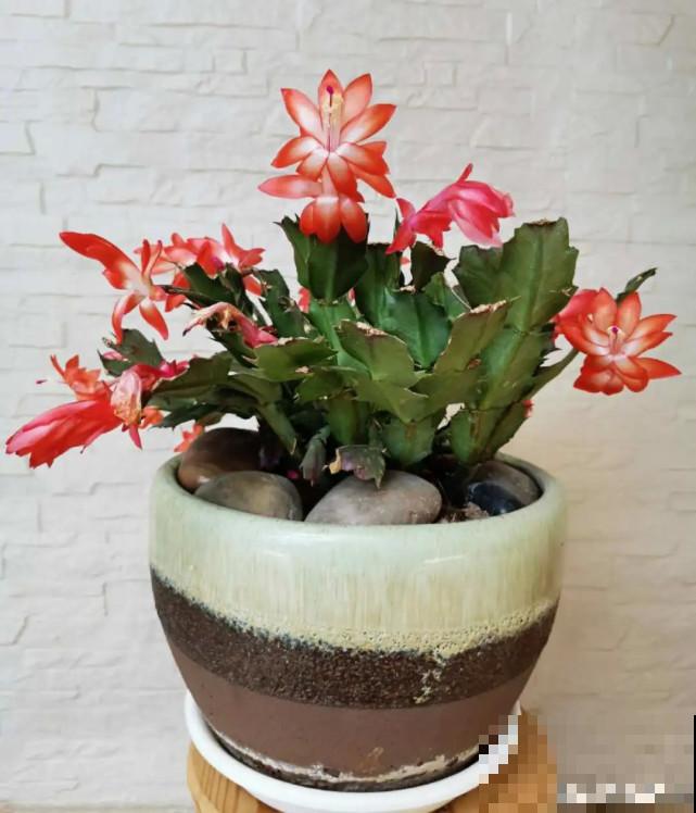 秋天给花补点“猛肥”,嫩芽一茬接一茬,花苞呼呼冒 秋天给花补点“猛肥”,嫩芽一茬接一茬,花苞呼呼冒