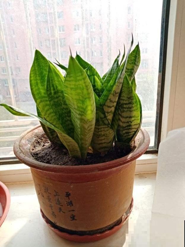 冬天养花,遇到这4种情况千万别换盆,不然花都死光了 冬天养花,遇到这4种情况千万别换盆,不然花都死光了