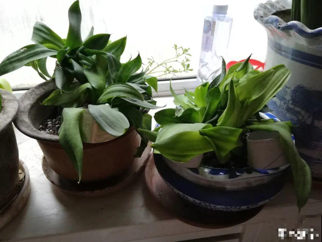 9种花特怕冷,现在赶紧套个袋,保暖很重要 9种花特怕冷,现在赶紧套个袋,保暖很重要