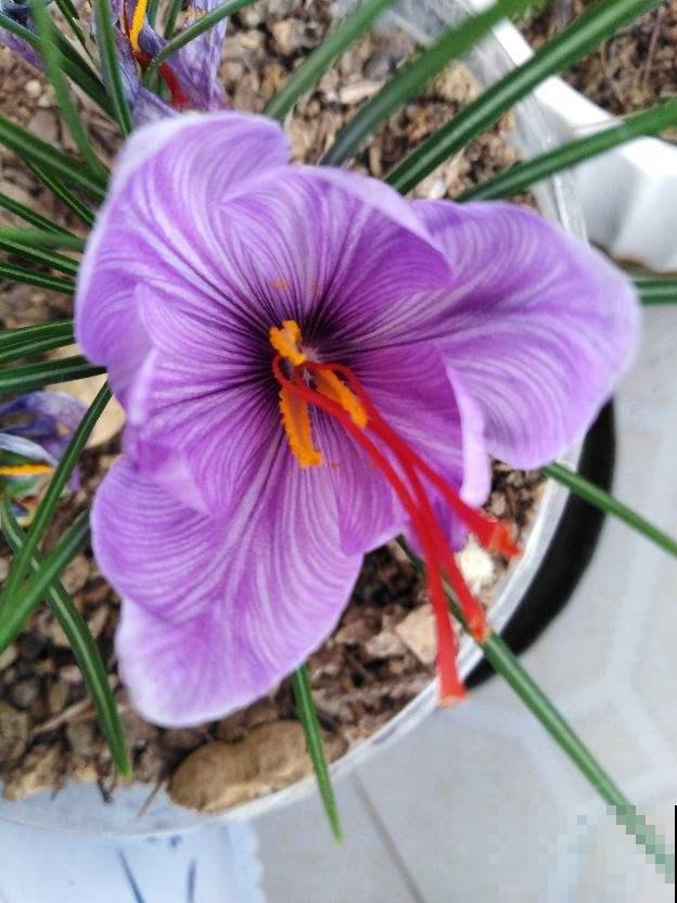 适合女人养的“花中黄金”，美容养生效果好，种下一个月就开花