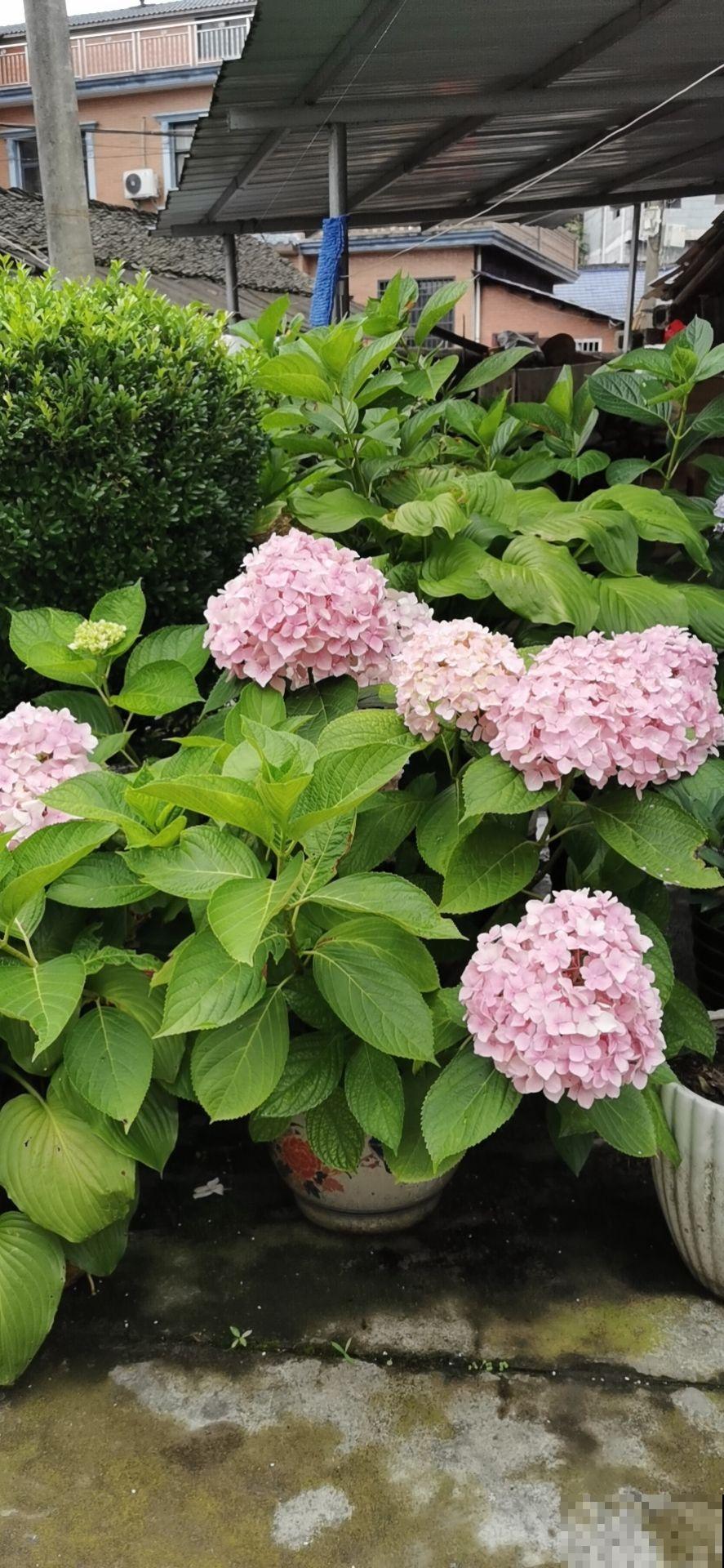 绣球花“冻”着养，冬季养护要狠心，来年才能爆盆长