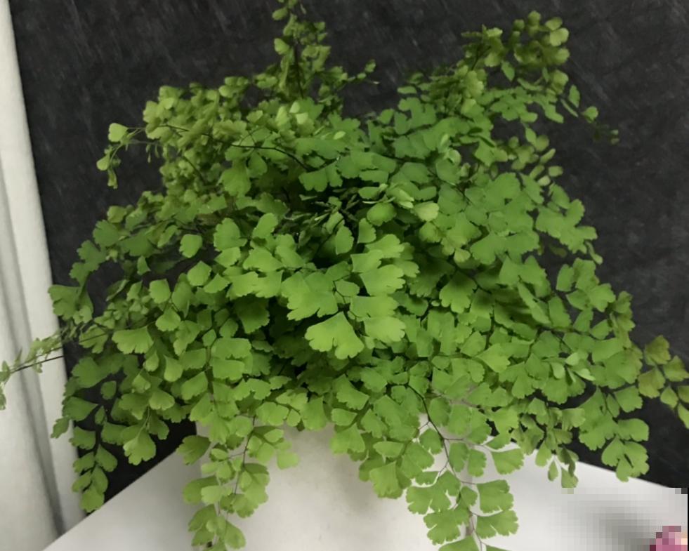 人养花花养人的4种花,养在卧室助睡眠,晚上睡得香 人养花花养人的4种花,养在卧室助睡眠,晚上睡得香